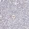 LRG antibody, HPA000297, Atlas Antibodies, Immunohistochemistry frozen image 