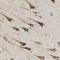 Acyl-CoA Synthetase Long Chain Family Member 4 antibody, NBP1-90258, Novus Biologicals, Immunohistochemistry frozen image 