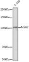 MutS Homolog 2 antibody, GTX54377, GeneTex, Western Blot image 