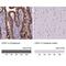 Cadherin 1 antibody, NBP2-34475, Novus Biologicals, Immunohistochemistry paraffin image 