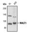 MALT1 Paracaspase antibody, PA5-17358, Invitrogen Antibodies, Western Blot image 