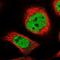 Zinc Finger Protein 789 antibody, NBP1-86354, Novus Biologicals, Immunofluorescence image 