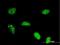 RNA Polymerase I Subunit B antibody, H00084172-M10, Novus Biologicals, Immunofluorescence image 