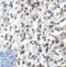 T Cell Immunoreceptor With Ig And ITIM Domains antibody, RF16056, ProSci, Immunohistochemistry paraffin image 