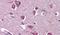 Dipeptidyl Peptidase Like 10 antibody, PA5-33471, Invitrogen Antibodies, Immunohistochemistry frozen image 