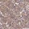 Protein C10 antibody, HPA059163, Atlas Antibodies, Immunohistochemistry paraffin image 