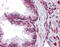 Protein LYRIC antibody, 51-383, ProSci, Immunohistochemistry paraffin image 