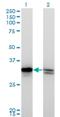 High Mobility Group Box 1 antibody, H00003146-M03, Novus Biologicals, Western Blot image 