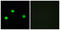 Inositol Hexakisphosphate Kinase 2 antibody, LS-B9150, Lifespan Biosciences, Immunofluorescence image 