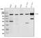 Autophagy Related 9A antibody, A03757-3, Boster Biological Technology, Western Blot image 