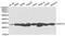 Glutathione S-transferase omega-1 antibody, PA5-76876, Invitrogen Antibodies, Western Blot image 