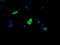 Mitogen-Activated Protein Kinase Kinase 3 antibody, LS-C174541, Lifespan Biosciences, Immunofluorescence image 