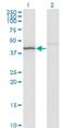 Necdin, MAGE Family Member antibody, H00004692-M06, Novus Biologicals, Western Blot image 