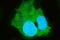 Carboxylesterase 1 antibody, A01741-1, Boster Biological Technology, Immunofluorescence image 