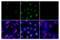 Activating Transcription Factor 2 antibody, 44167S, Cell Signaling Technology, Immunofluorescence image 