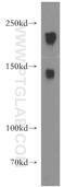 Neurofilament Heavy antibody, 18934-1-AP, Proteintech Group, Western Blot image 