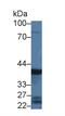 Progastricsin antibody, MBS2027668, MyBioSource, Western Blot image 