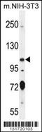 Sperm Antigen With Calponin Homology And Coiled-Coil Domains 1 antibody, 56-244, ProSci, Western Blot image 