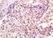 S100 Calcium Binding Protein A10 antibody, orb1704, Biorbyt, Immunohistochemistry paraffin image 