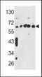 T-complex protein 1 subunit gamma antibody, MBS9211362, MyBioSource, Western Blot image 