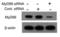 MYD88 Innate Immune Signal Transduction Adaptor antibody, 2125, QED Bioscience, Dot Blot image 