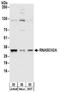 Ribonuclease H2 Subunit A antibody, NBP2-32144, Novus Biologicals, Western Blot image 