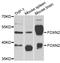 Forkhead Box N2 antibody, LS-C346267, Lifespan Biosciences, Western Blot image 
