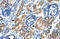 ETS Transcription Factor ELK4 antibody, orb324532, Biorbyt, Immunohistochemistry paraffin image 