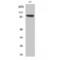 Ribosomal Protein S6 Kinase A1 antibody, LS-C385972, Lifespan Biosciences, Western Blot image 