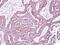 Purinergic Receptor P2X 5 antibody, PA5-28838, Invitrogen Antibodies, Immunohistochemistry frozen image 