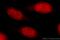 TATA-Box Binding Protein antibody, 22246-1-AP, Proteintech Group, Immunofluorescence image 