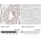 DSN1 Component Of MIS12 Kinetochore Complex antibody, NBP1-88302, Novus Biologicals, Immunohistochemistry paraffin image 