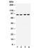 CD19 antibody, R31973, NSJ Bioreagents, Western Blot image 