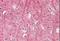 Thy-1 Cell Surface Antigen antibody, NBP1-51963, Novus Biologicals, Immunohistochemistry paraffin image 
