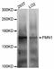 Formin 1 antibody, STJ111811, St John