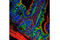 Apoptosis Inducing Factor Mitochondria Associated 1 antibody, 5318T, Cell Signaling Technology, Flow Cytometry image 