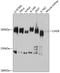 Chromodomain Helicase DNA Binding Protein 9 antibody, A08334, Boster Biological Technology, Western Blot image 
