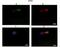 Protein kintoun antibody, NBP1-70428, Novus Biologicals, Immunohistochemistry frozen image 