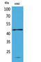 Rh Associated Glycoprotein antibody, STJ96649, St John