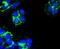 Laminin Subunit Alpha 3 antibody, A04194, Boster Biological Technology, Immunocytochemistry image 