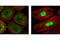 DnaJ Heat Shock Protein Family (Hsp40) Member B1 antibody, 4868S, Cell Signaling Technology, Immunofluorescence image 