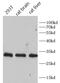 CD81 antigen antibody, FNab10448, FineTest, Western Blot image 
