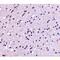 Calcium Dependent Secretion Activator 2 antibody, MBS150554, MyBioSource, Immunohistochemistry paraffin image 