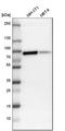Protein Kinase C Alpha antibody, HPA006563, Atlas Antibodies, Western Blot image 