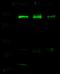 SWI/SNF Related, Matrix Associated, Actin Dependent Regulator Of Chromatin Subfamily C Member 1 antibody, 100848-T36, Sino Biological, Western Blot image 