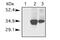 H1 Histone Family Member 0 antibody, NB100-748, Novus Biologicals, Western Blot image 