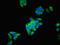 Enoyl-CoA Hydratase 1 antibody, LS-C670974, Lifespan Biosciences, Immunofluorescence image 