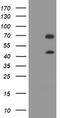 TRNA Methyltransferase 2 Homolog A antibody, CF505523, Origene, Western Blot image 