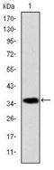 Apoptosis Inducing Factor Mitochondria Associated 1 antibody, NBP2-37577, Novus Biologicals, Western Blot image 
