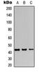 JunB Proto-Oncogene, AP-1 Transcription Factor Subunit antibody, MBS8209031, MyBioSource, Western Blot image 
